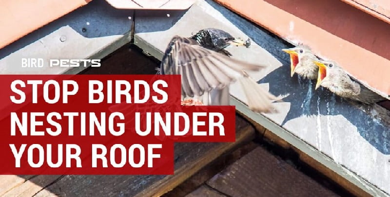 Birds & how to get rid of birds in Kenya?