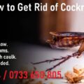How to get rid of cockroaches in Kenya?