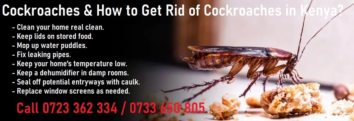 How to get rid of cockroaches in Kenya?