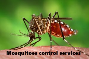Mosquitoes control services in Kenya