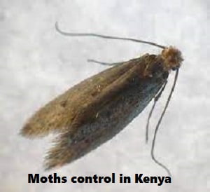 Moths control in Kenya Moths control in Kenya