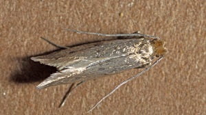 Moths control services in Nairobi Kenya Moths control services in Nairobi Kenya