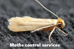 Moths control services Moths control services