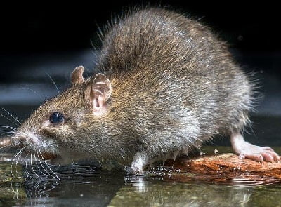 Pest control in Likoni Pest control in Likoni