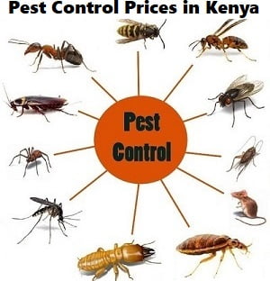 pest control prices in Malindi pest control prices in Malindi