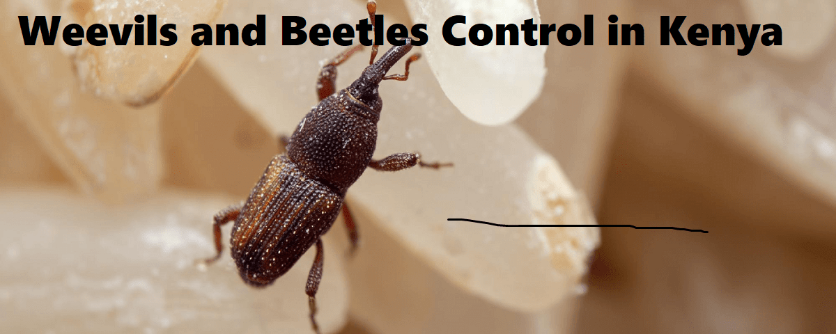 Weevils and beetles control in Kenya