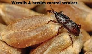 Weevils & beetles control services Kenya Weevils & beetles control services Kenya