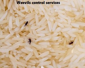 Weevils control in Kenya Weevils control in Kenya