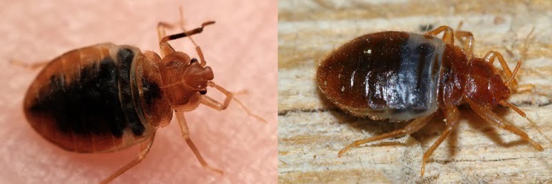 Bat bugs & how to get rid of bat bugs in Kenya?