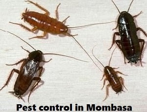Pest control in Mombasa Pest control in Mombasa
