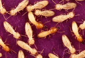 Termites extermination services in Kenya Termites extermination services in Kenya