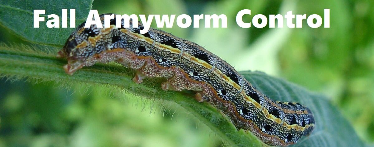 Fall army worm control in Kenya
