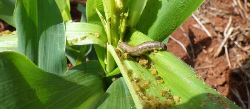 Fall Armyworm Control Services