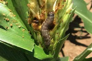 Fall Armyworm Control in Kenya