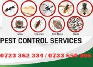 Fumigation services in Diani Fumigation services in Diani