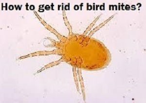 How to get rid of bird mites in Kenya?