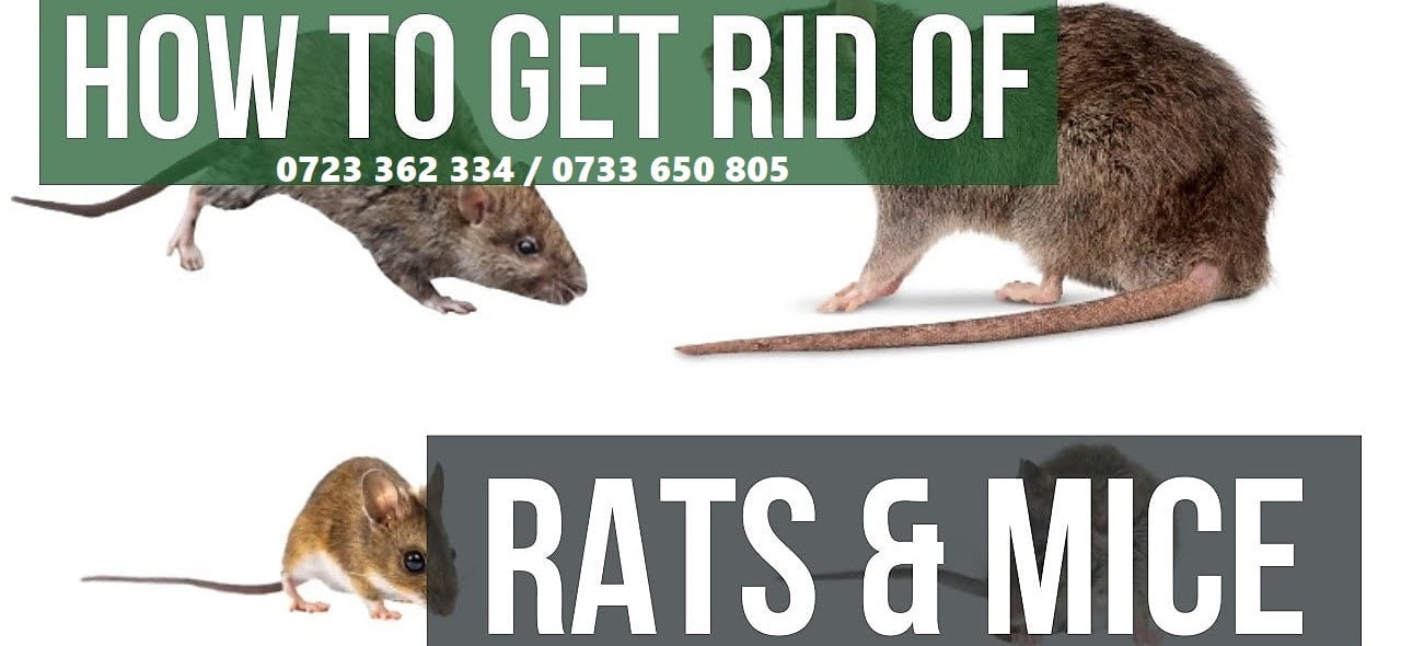 How to get rid of rats in Kenya?