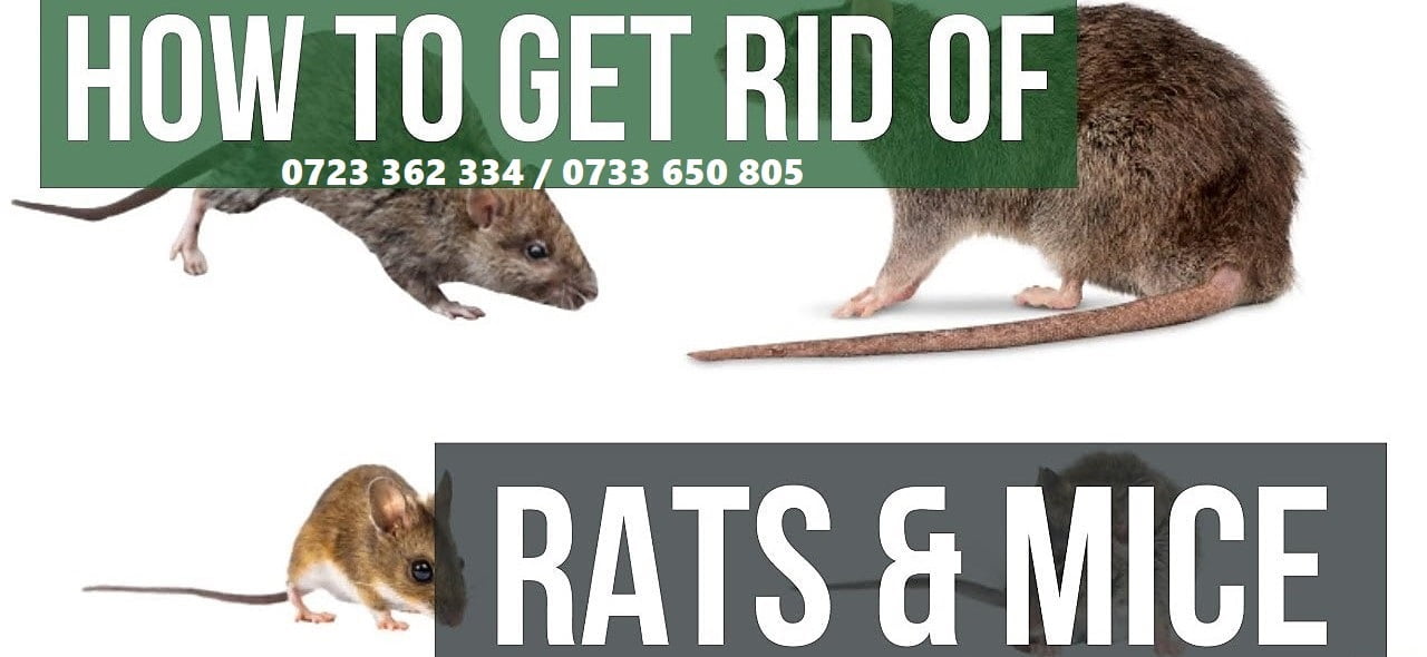 Jopestkil Kenya Top Best Methods Ways To Get Rid Of Rats