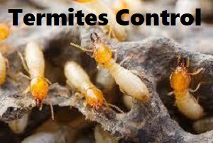 Termites control