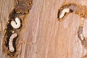 Woodworms control in Kenya