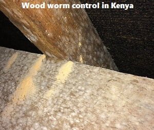 Woodworms control services