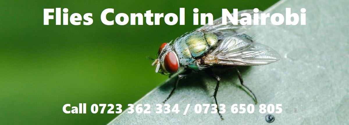 Flies control in Nairobi