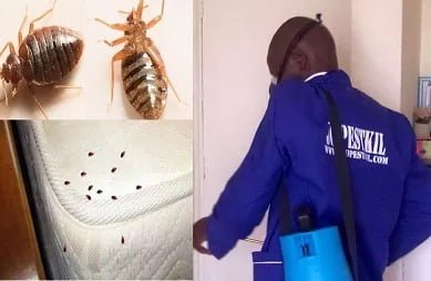 Fumigation & pest control services in Rosslyn Nairobi Fumigation & pest control services in Rosslyn Nairobi