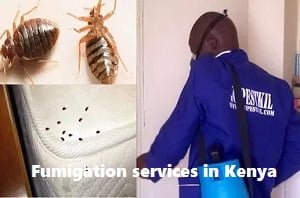 Fumigation services in Kenya Fumigation services in Kenya