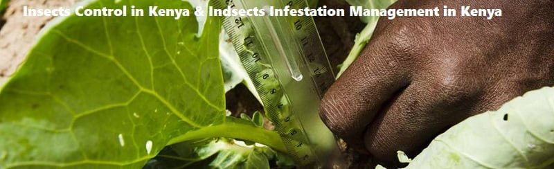 Insects control in Kenya & insects infestation management in Kenya