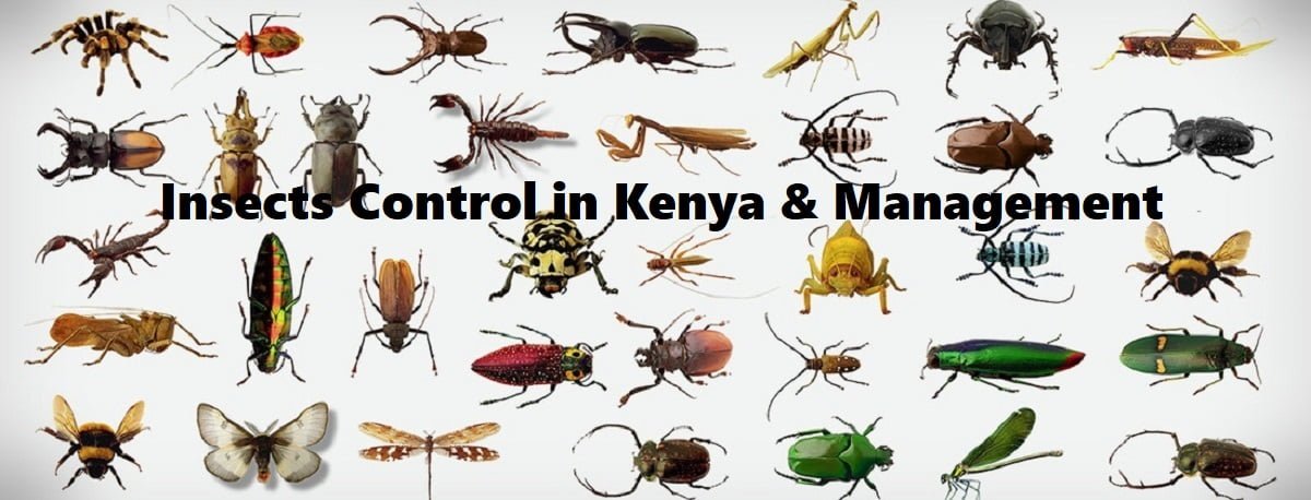 Insects control in Kenya