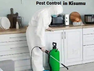 Pest control in Kisumu Pest control in Kisumu