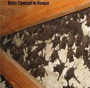 Pest control in Spring Valley