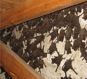 Pest control in Whispers Nairobi