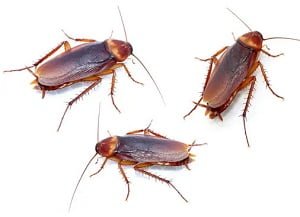 Pest control in Whispers