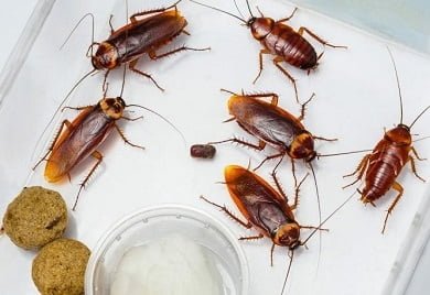 Pest control services Nyari Nairobi Pest control services Nyari Nairobi