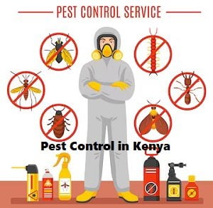 Pest control in Kenya Pest control in Kenya