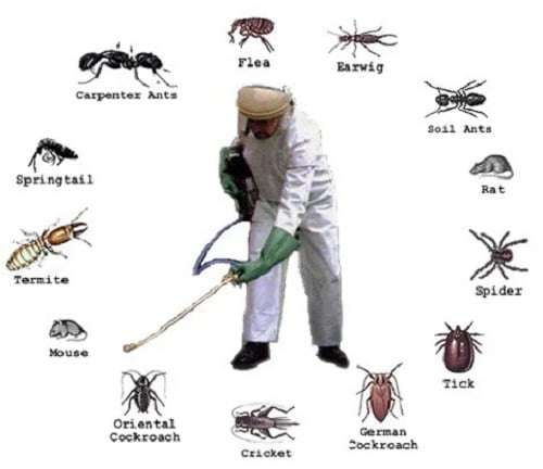 Best pest control services