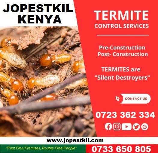 Termites control services in Kenya Termites control services in Kenya