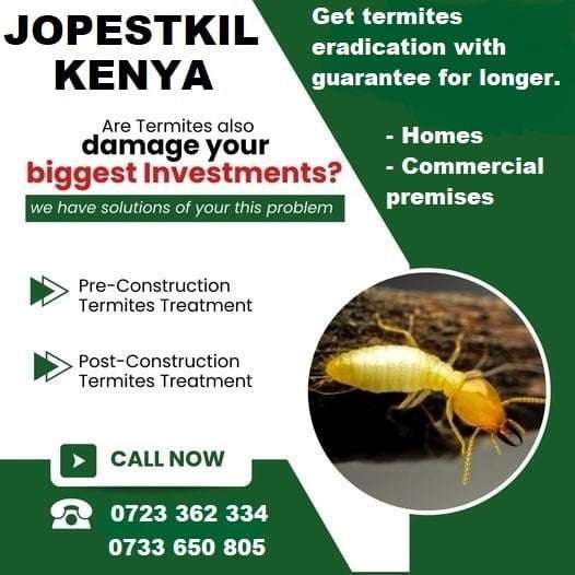 Termites Control Services in Kenya