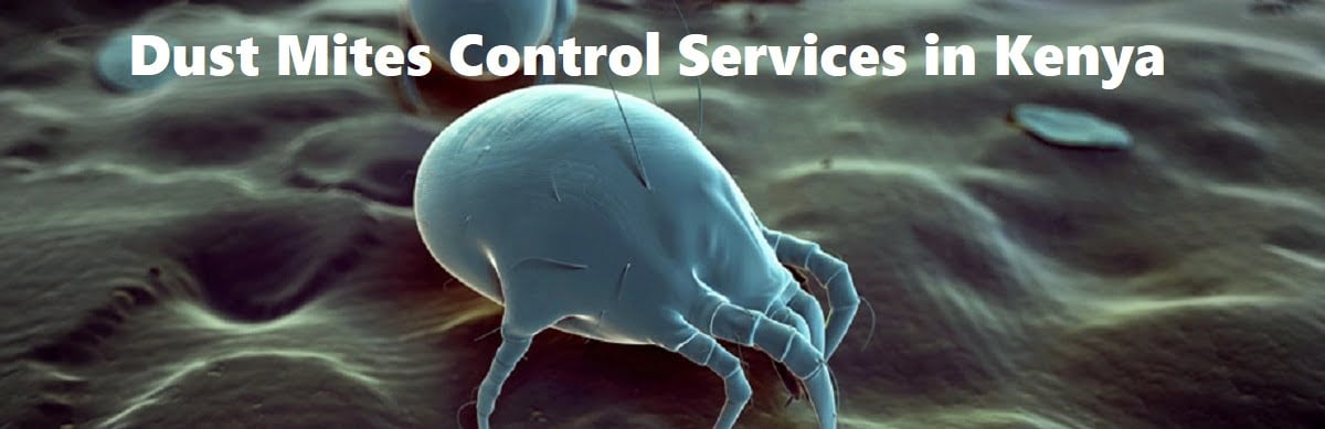 dust mites control services