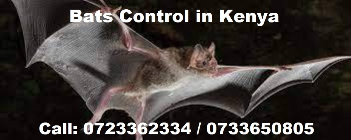 Bats control Kenya