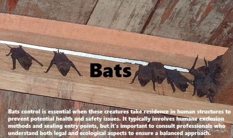 Bats control in Meru Bats control in Meru