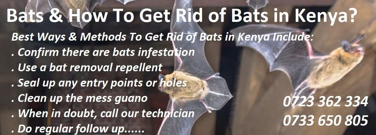 Bats & how to get rid of bats in Kenya