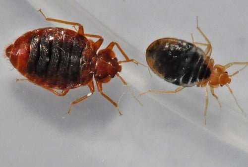 Bedbugs control in Meru
