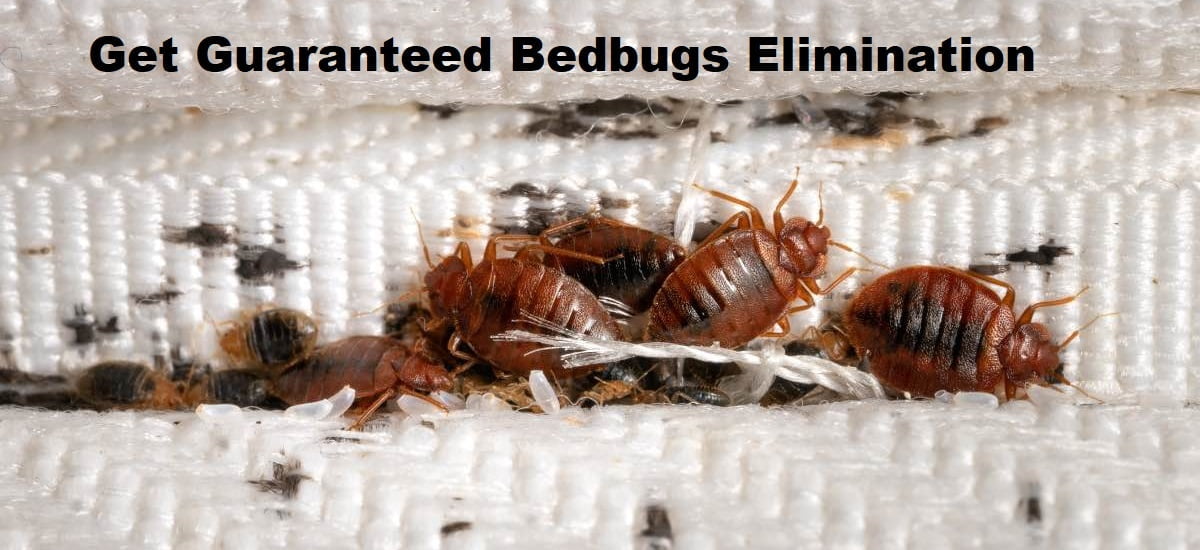 Bedbugs control in Thika