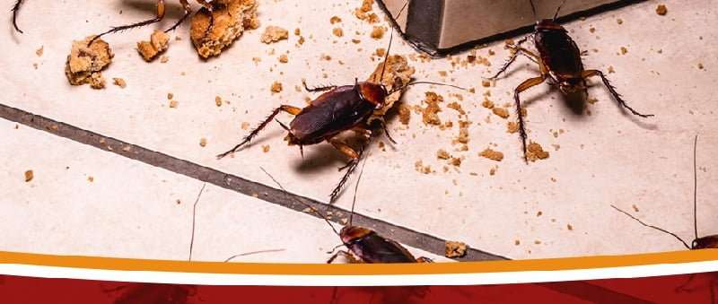 Cockroaches control in Meru Cockroaches control in Meru