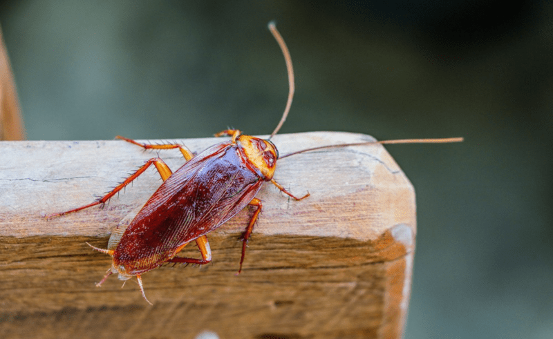Cockroaches control in Thika