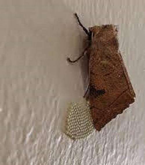 How to get rid of moths Kenya? How to get rid of moths Kenya?