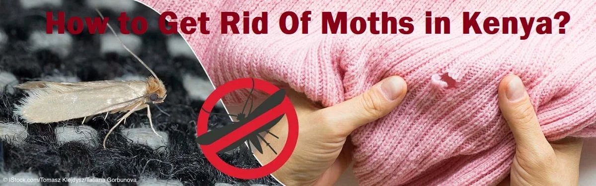 How to Get Rid of Moths