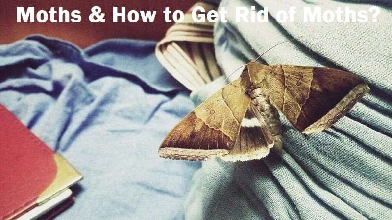 Moths & How to get rid of moths in Kenya? Moths & How to get rid of moths in Kenya?